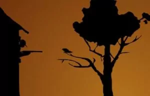 a_crow_in_hell