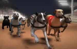 Greyhound Racing